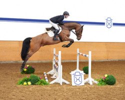 Pferd Chaquino (Holsteiner, 2011, von Connor 48)