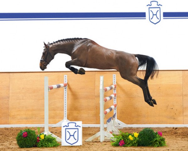 horse Chin Air (Holsteiner, 2012, from Chin Champ)