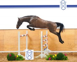 Pferd Chin Air (Holsteiner, 2012, von Chin Champ)