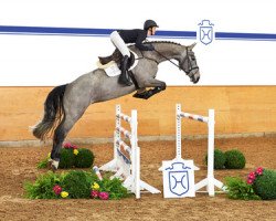 Springpferd Zayado (Holsteiner, 2011, von Cayado 3)