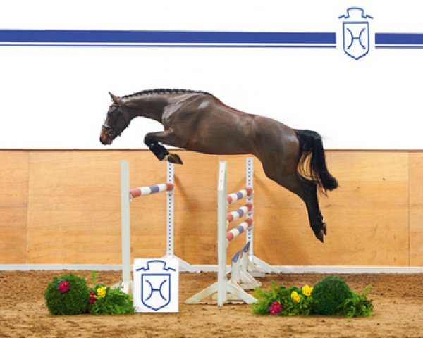 jumper Cedric (Holsteiner, 2012, from Catoo)