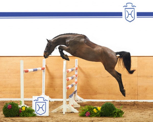 Springpferd Caracas (Holsteiner, 2011, von Cachas)