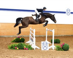 Pferd Candyman (Holsteiner, 2010, von Cantoblanco)