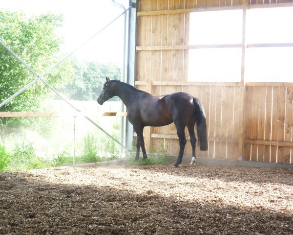 jumper Camino (Hanoverian, 2000, from Carbid 3)