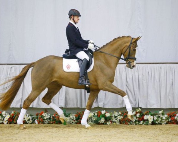 Pferd Quelle belle (Westfale, 2013, von Quasar de Charry)
