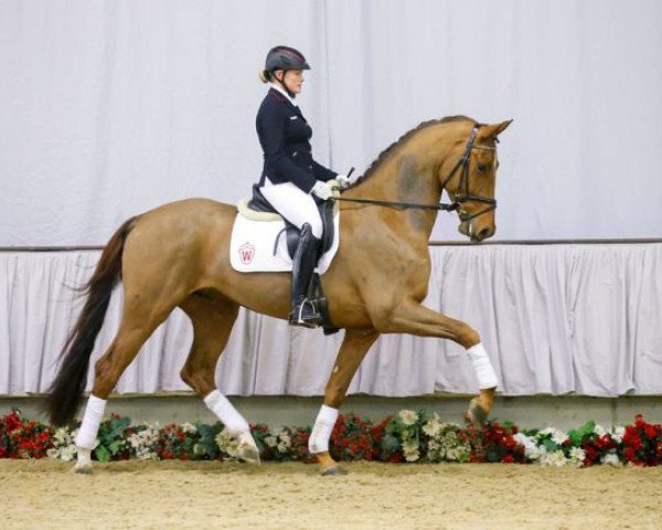 Pferd Vangelio (Westfale, 2012, von Vitalis)