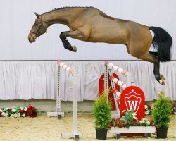 jumper Van der Vleuten (Westphalian, 2012, from Verdi)