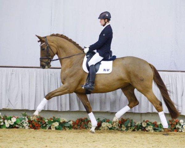 Pferd Vision (Westfale, 2011, von Vitalis)