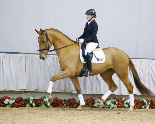 horse Daria (Westphalian, 2012, from Don Juan de Hus)