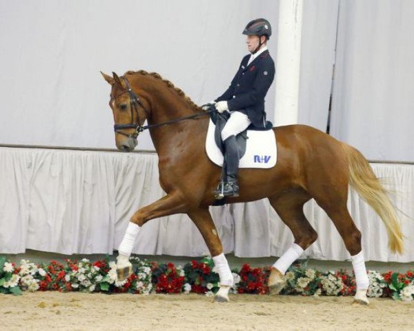 horse Don Joopi (Westphalian, 2012, from Don Juan de Hus)