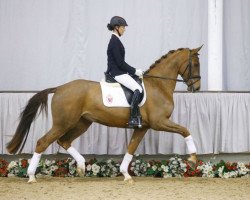 Zuchtstute Finesse 377 (Westfale, 2012, von Fidertanz)