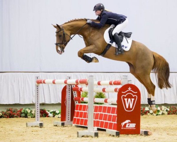 broodmare Djiwalou (Westphalian, 2010, from Dollar de la Pierre)