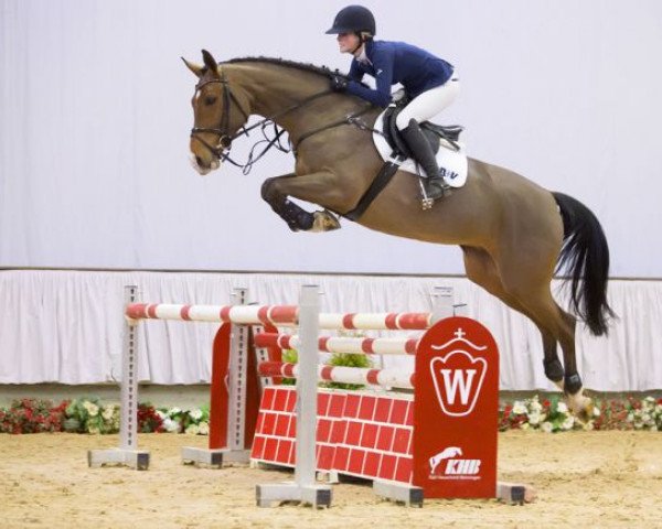 jumper Coofy (Westphalian, 2011, from Congress)