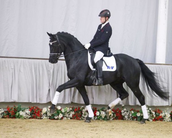 Cavallo Hengst von Riccio / Dollmann (Westfale, 2013, di Riccio)