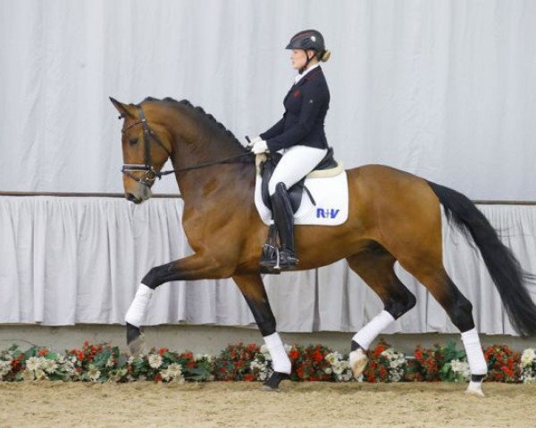 horse Francis (Rhinelander, 2012, from Feedback 16)