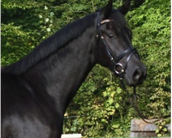 Dressurpferd Filius 248 (Hannoveraner, 2011, von Fürst Nymphenburg)