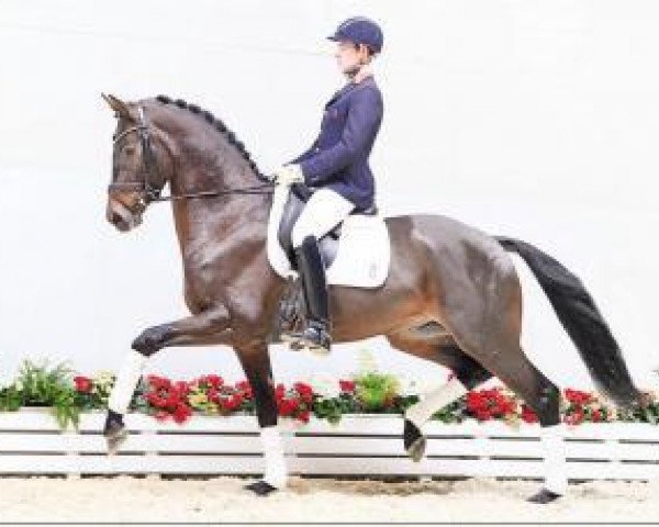 Cavallo Millerntor S (Oldenburger, 2012, di E.H. Millennium)