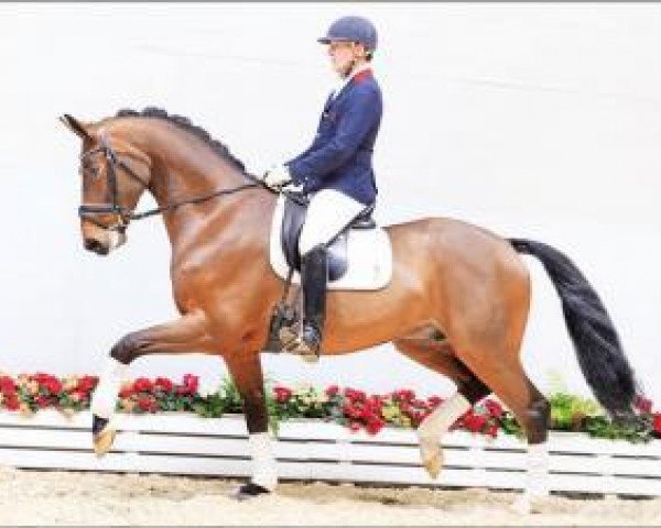 horse Fürst Josef (Oldenburg, 2012, from Fürst Wilhelm) horse Fürst Josef (Oldenburg, 2012, from Fürst Wilhelm)