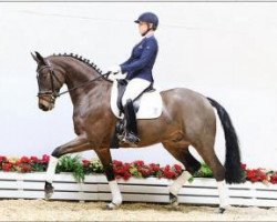 Cavallo da Dressage Sweet'n Spicy (Oldenburger, 2011, di Surprice)