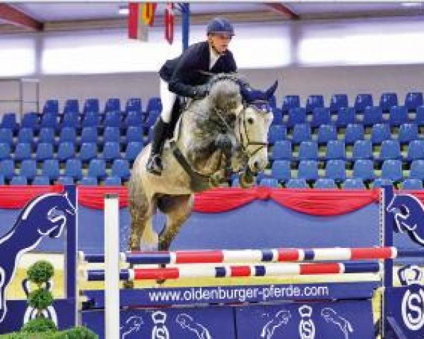 jumper Oak Grove's Bachelor (Oldenburg show jumper, 2010, from Baloussini)