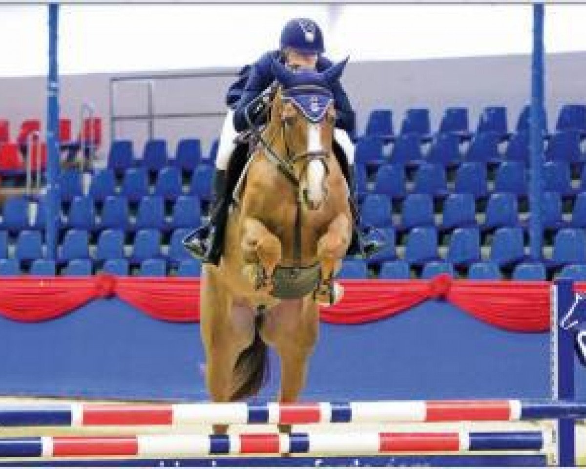 Cavallo da salto Get A Second Wind - H (Oldenburger Cavallo da salto, 2011, di Calvaro Z)