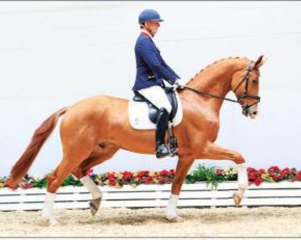 Dressurpferd Broadway (Oldenburger, 2012, von Bordeaux 28)