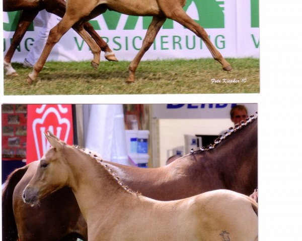 horse Pearl of Princess (German Riding Pony, 2010, from Dr. Doolittle 38)