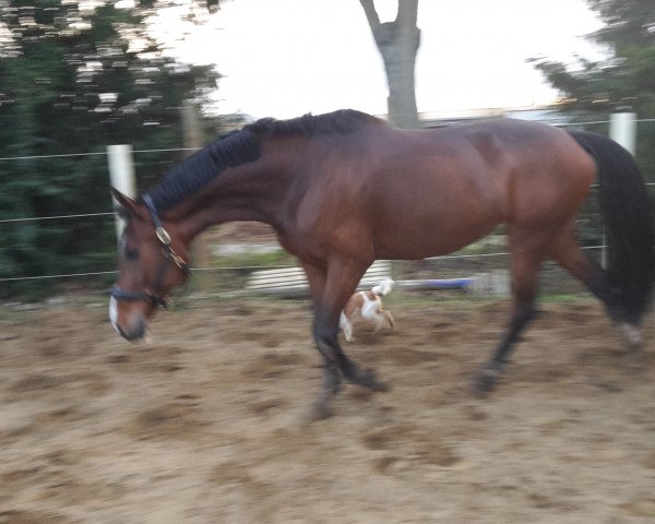 dressage horse Penelope (Württemberger, 2007, from Pidgley)