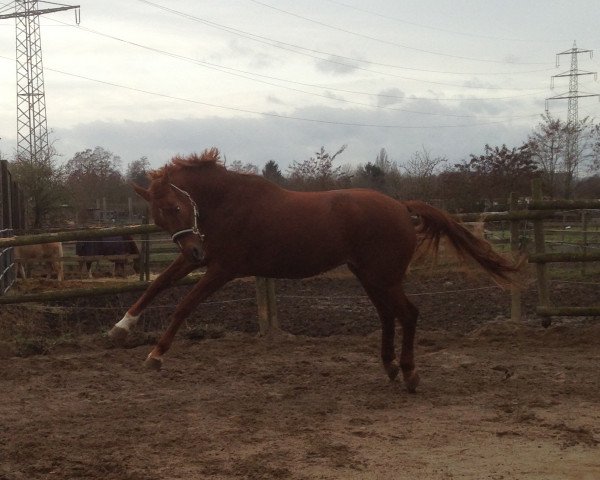 broodmare Que Sera 2 (Zweibrücken, 2006, from Querido)
