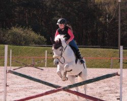 dressage horse Milton 37 (unknown, 1993)