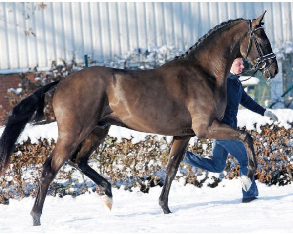 stallion Supremont (Oldenburg, 2013, from San Amour I)