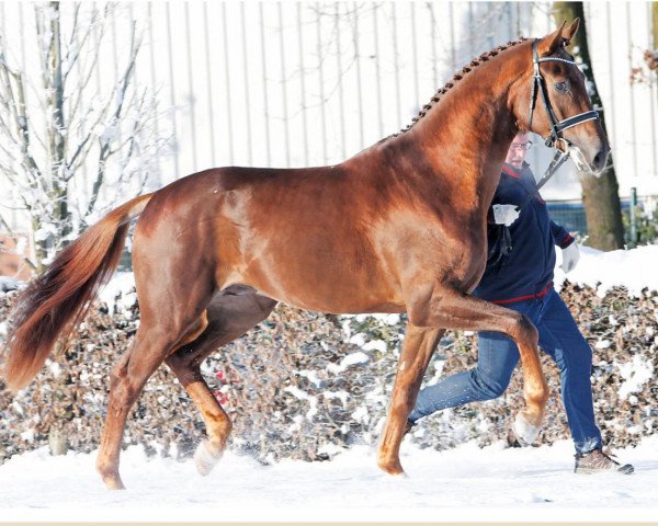 Deckhengst Fidelito (Oldenburger, 2013, von Fidertanz)