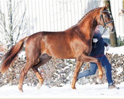 Deckhengst Fidelito (Oldenburger, 2013, von Fidertanz)
