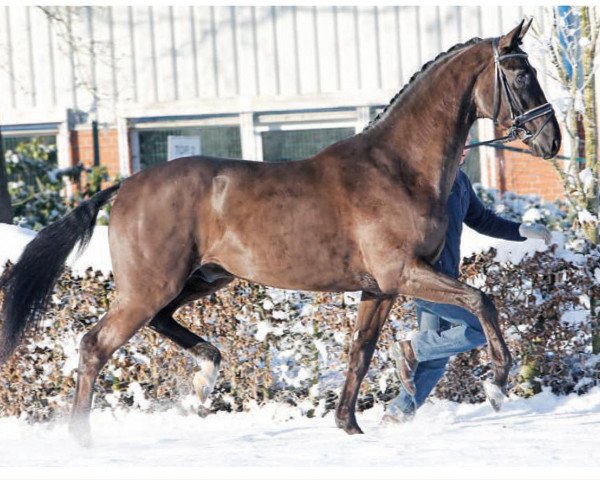 stallion Blackrock (Hanoverian, 2013, from Bon Bravour)