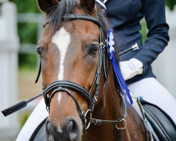 Springpferd Quel Chameur (Westfale, 2002, von Quinto)
