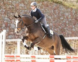 Springpferd Laredo (Deutsches Sportpferd, 2012, von La Bostello)