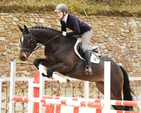 dressage horse Kubanit (German Sport Horse, 2012, from Kubaner xx) dressage horse Kubanit (German Sport Horse, 2012, from Kubaner xx)