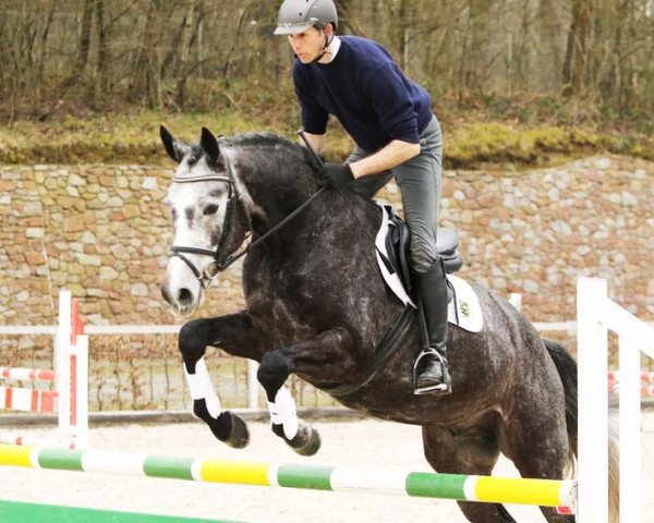 horse Cornell (German Sport Horse, 2012, from Contract)