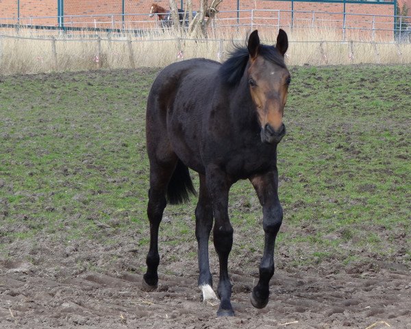 horse Floyd Tu. (Hanoverian, 2015, from All At Once)