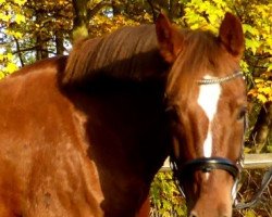 dressage horse Diddi's Hit (German Riding Pony, 2006, from FS Don't Worry)