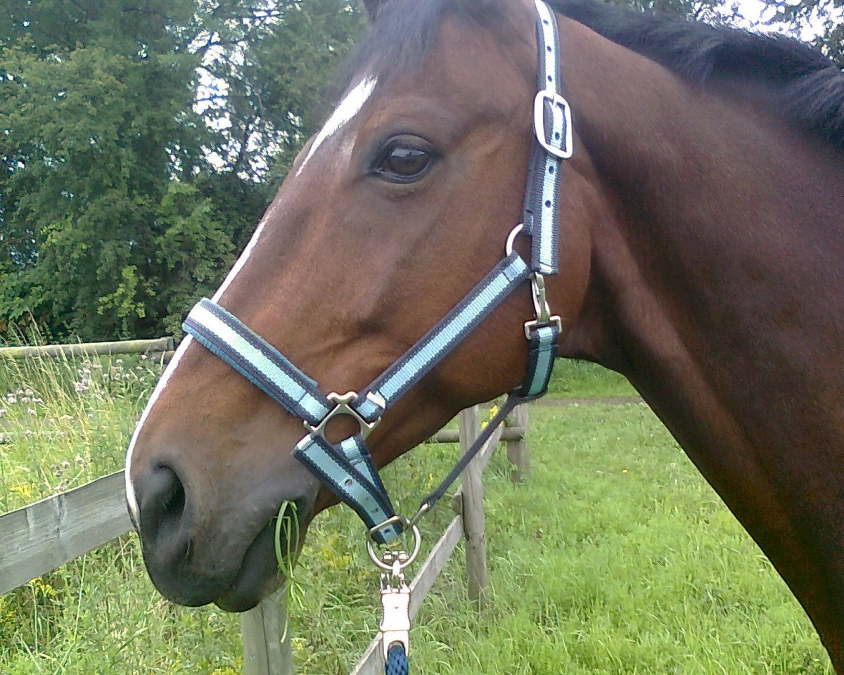 horse First-Time (Hanoverian, 1996, from Foxhunter)