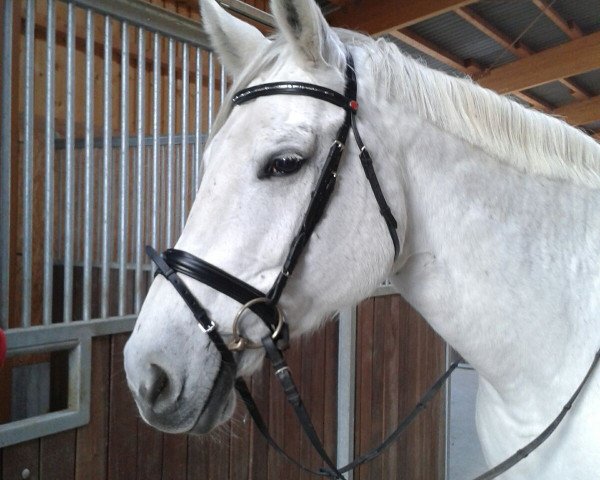 broodmare Rhena (Holsteiner, 2001, from Loutano)