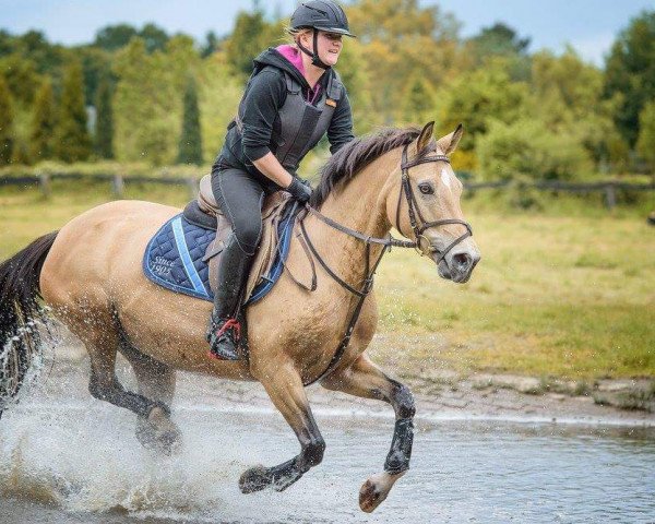 broodmare Classy Gold (German Riding Pony, 2003, from FS Champion de Luxe)