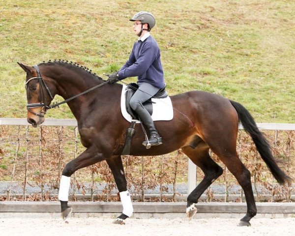 dressage horse Sir Steigenberg (German Sport Horse, 2011, from Sir Hayfield) dressage horse Sir Steigenberg (German Sport Horse, 2011, from Sir Hayfield)