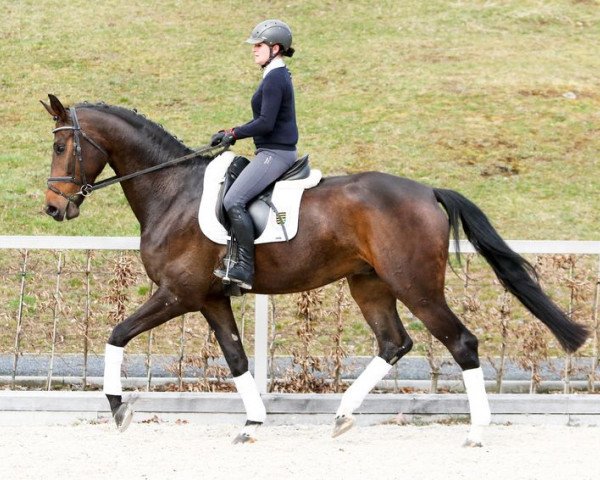 horse Sir Henry (German Sport Horse, 2011, from Sir Hayfield)
