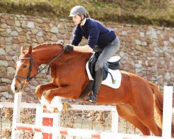 jumper Sir Hope (German Sport Horse, 2011, from Sir Hayfield)