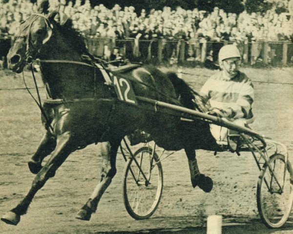stallion Quicksilver S (NL) (Traber, 1949, from Fried (DE))