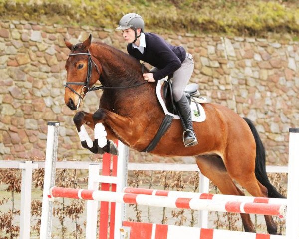 jumper Corvinus (German Sport Horse, 2011, from Cortoni)