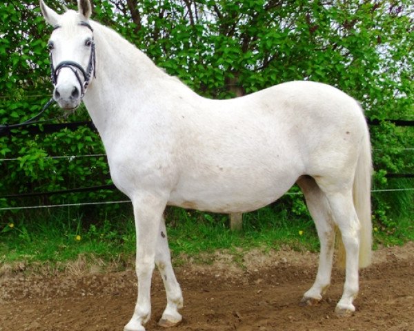 broodmare Brenda (German Riding Pony, 1992, from Magnum)