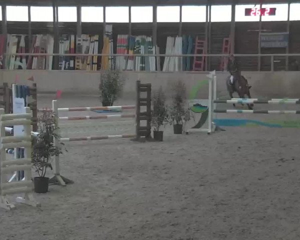 Reitturnier Heidelberg-Kirchheim 2020